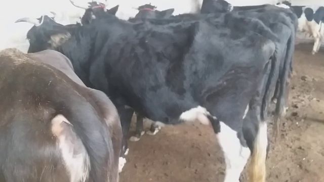 Мол Бозори Хочи Шариф Шахри Бохтар смотреть онлайн