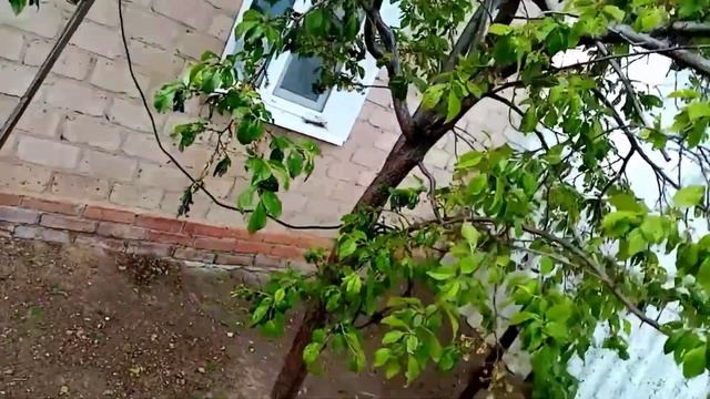 ВЛОГ, шелкопряд жрет все, что делать? смотреть онлайн