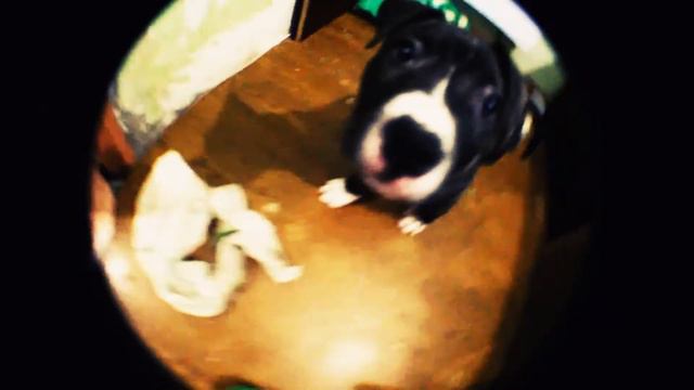 Стаффорд Гуфи смотреть онлайн