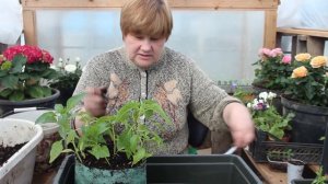 Пикировка Перца. Выращивание Перца без Пикировки. (25.03.2017).