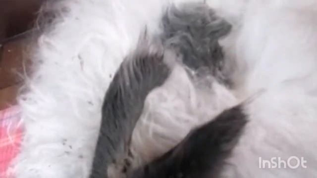 Ощип кролика Немецкой ангоры // запустила кролика//спасаю шерсть смотреть онлайн
