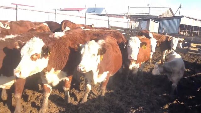 Отбивали 28 голов КРС Покупателю порода герефорд смотреть онлайн