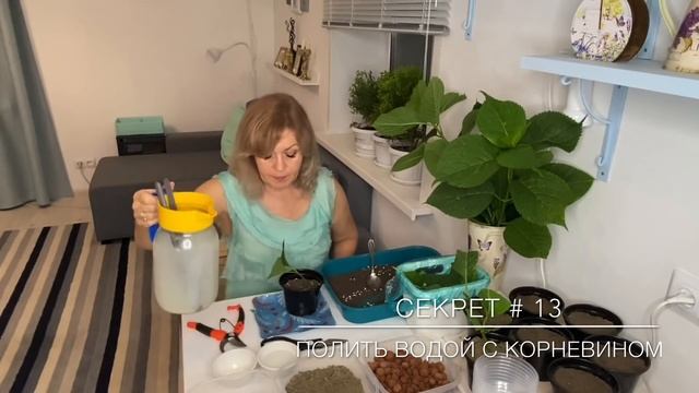 Размножение ГОРТЕНЗИИ «Букет Роуз» Черенками. 100% результат от Хозяюшки смотреть онлайн