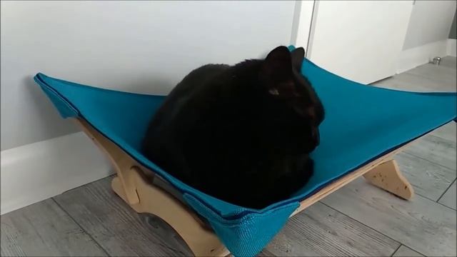 Говорящие коты! Лучшая подборка №11.mp4 смотреть онлайн