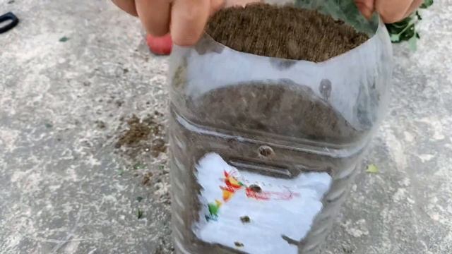 How to propagate and grow Chrysanthemums from cuttings, Como propagar crisântemos смотреть онлайн