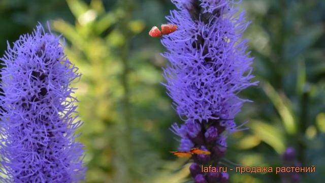 Лиатрис колосковый Блу (liatris spicata blue) ? лиатрис Блу обзор: как сажать луковицы лиатриса Блу смотреть онлайн