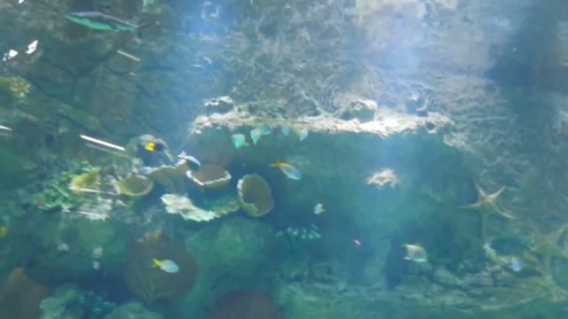 аквариум в Мега Грине