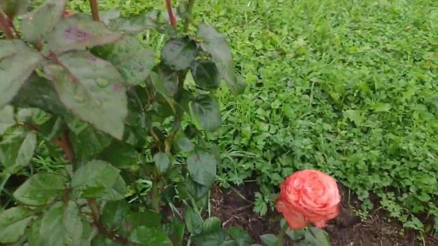 Розы Кахала, Вайт Кахала, Тсумуги, Каралуна... (видео от 30.08.2021) смотреть онлайн