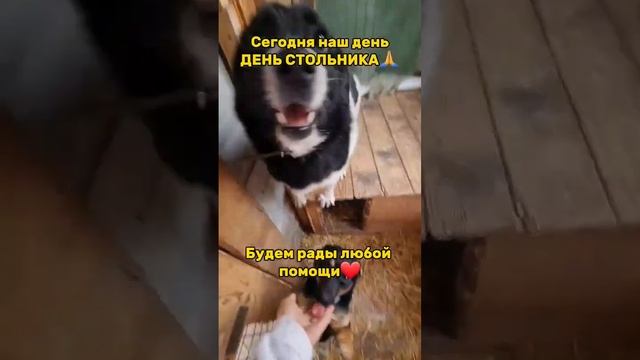 ?☎️Сбербанк: 8(953)-166-36-98 Антонина #приютдляживотных #помощь смотреть онлайн