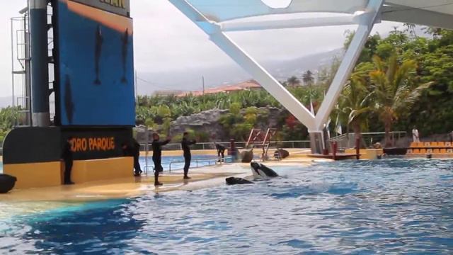 Loro Parque 2013 Шоу касаток смотреть онлайн