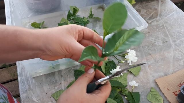 ТАБЕРНЕМОНТАНА. Обрезка и размножение черенкованием. смотреть онлайн