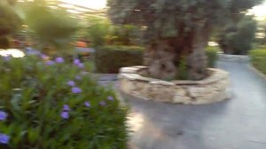 Отель " Зена Резорт " Кемер . Утро ,июнь 2019 г.