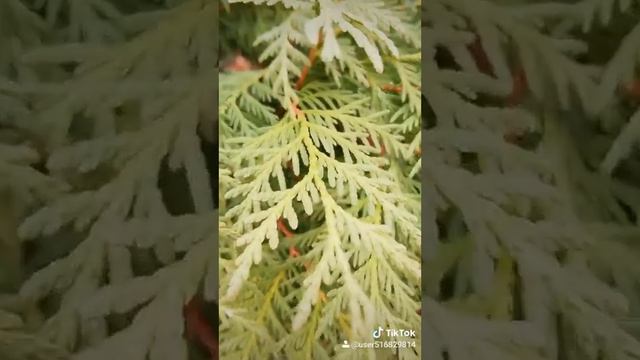 Путешествие. Ростов-на-Дону. Ноябрьские растения.