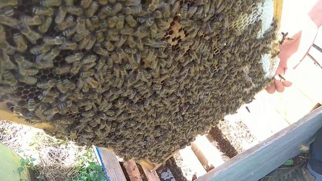 ЧТО БУДЕТ ЕСЛИ НЕ РОЗШИРЯТЬ ПЧЕЛ? 05.06.2019 смотреть онлайн