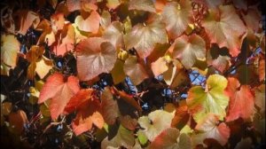 Виноград сорта амурский особенности посадки, выращивания и ухода