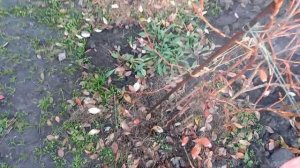 Обработка голубики железным купоросом.