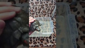 Как мыть красноухую черепаху