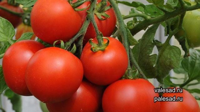 ЭТОТ ТОМАТ ПОРАЖАЕТ УРОЖАЙНОСТЬЮ! Посадите его в теплицу и собирайте урожай ведрами смотреть онлайн