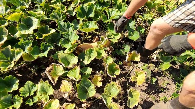 Дом на юге. Собираем урожай. Домашние сырники на завтрак. смотреть онлайн