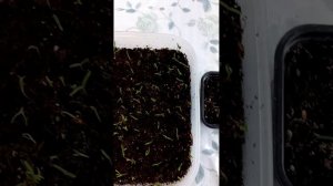 Туя Смарагд из семян.