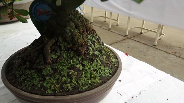 Bonsai Tree: Ixora Coccinea Bonsai Mini