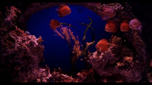 Подводный мир Спокойная музыка видео для души сна Calm music for the soul and the underwater world смотреть онлайн