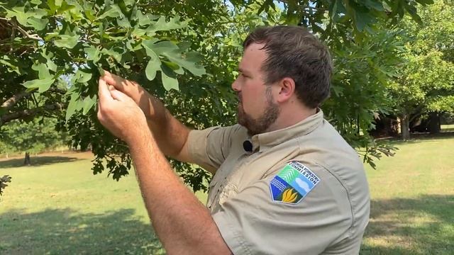Tree Identification | Ask the Arborist смотреть онлайн