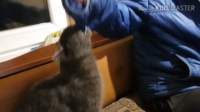 Сумасшедший кот смотреть онлайн