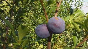 Диплоидная слива Блек Голд (Plum Black Gold). Обзор