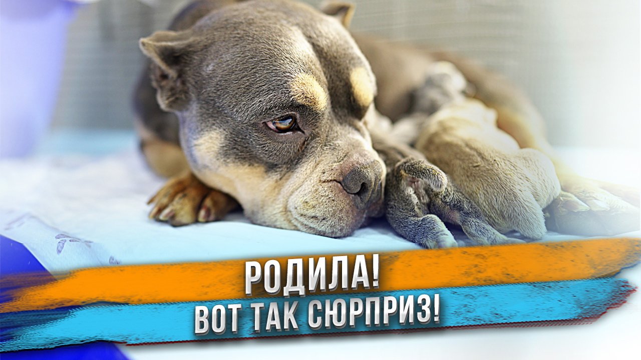 Собака удивила количеством щенков! смотреть онлайн