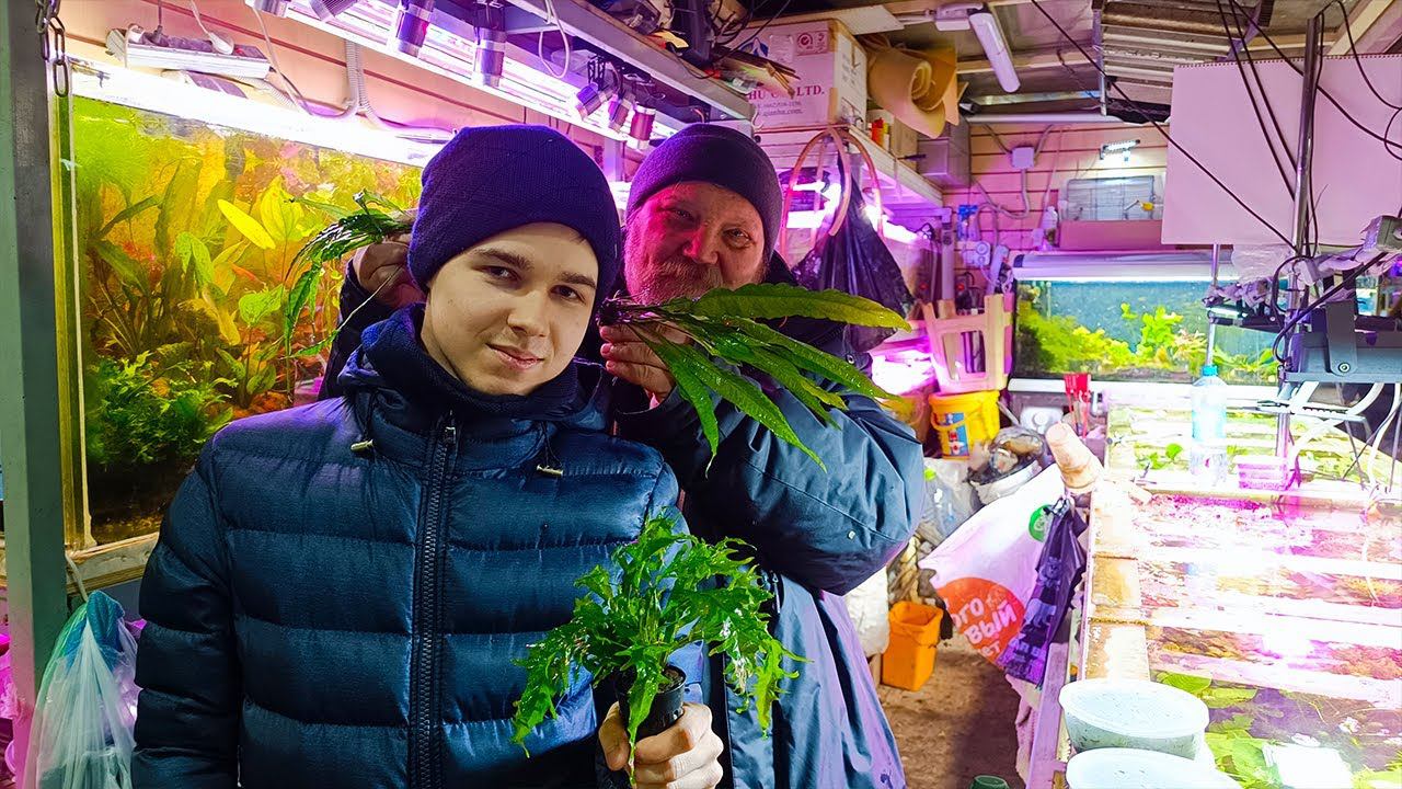 Готовлю подарок для дяди Миши с птичьего рынка Садовод смотреть онлайн