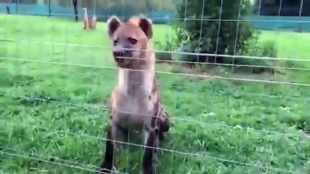 Как смеется гиена