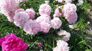 Пионы с продолжительным сроком цветения.Ширли Темпл,Бартзелла,Сара Бернар,Александр Флеминг.