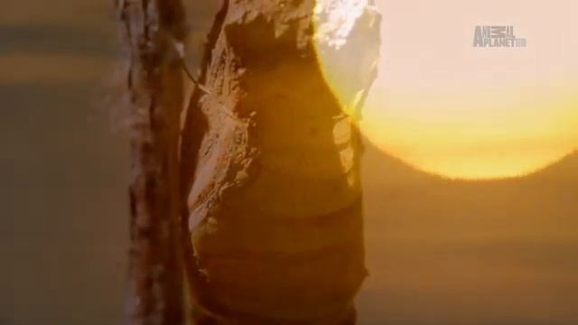 Неизведанная Европа. Засушливые территории ⁄ Wildest Europe. Arid Lands смотреть онлайн