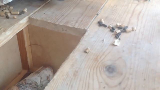 Домашние животные. Шиншиллы смотреть онлайн