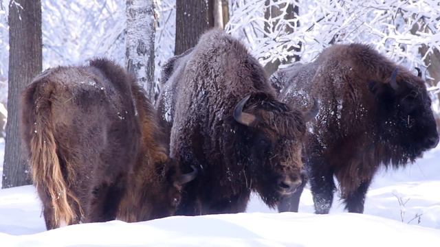 Зубры 14 февраля смотреть онлайн