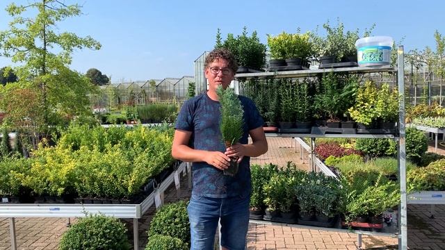 Chamaecyparis lawsoniana “Columnaris” смотреть онлайн