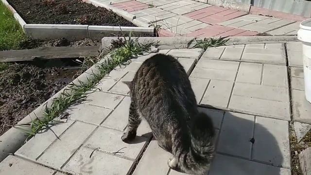 Охота кота на лягушку