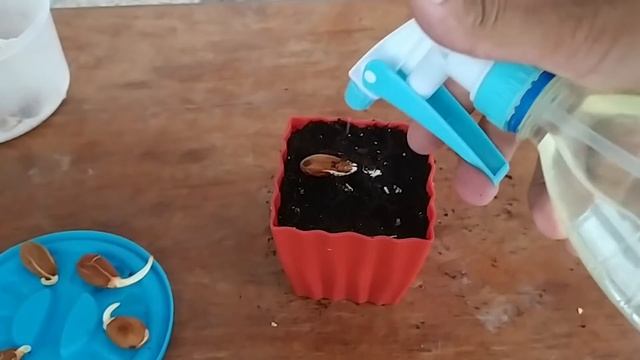 How to grow Almond tree at Home - The EASIEST Way to Grow Almonds Tree смотреть онлайн