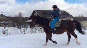Занятие с детьми без седла на чувство лошади (шаг, рысь), без повода на управление от корпуса и ног
