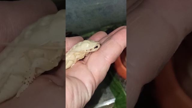 The Madagascar cockroach that changed its skin./ Сменивший шкурку мадагаскарский таракан. смотреть онлайн