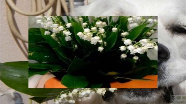 ЛАНДЫШИ -СВЕТЛОГО МАЯ ПРИВЕТ смотреть онлайн