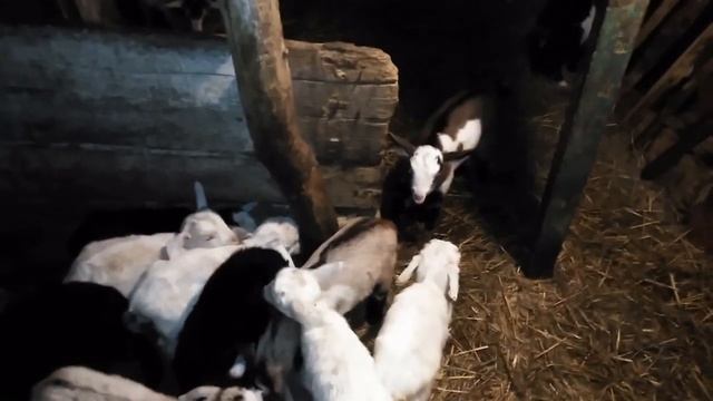 Вывих челюсти у козы, не знаем ,что делать... про котят и козлят смотреть онлайн