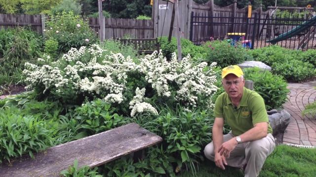 Landscaping Ideas - Deer Resistant Snowmound Spirea смотреть онлайн