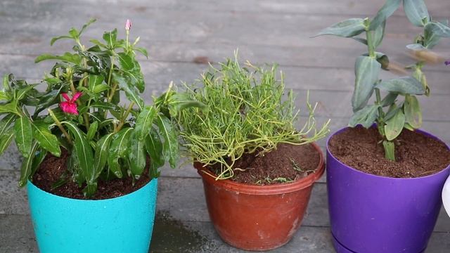 Какие растения забрать домой осенью, чтобы продлить им жизнь? смотреть онлайн