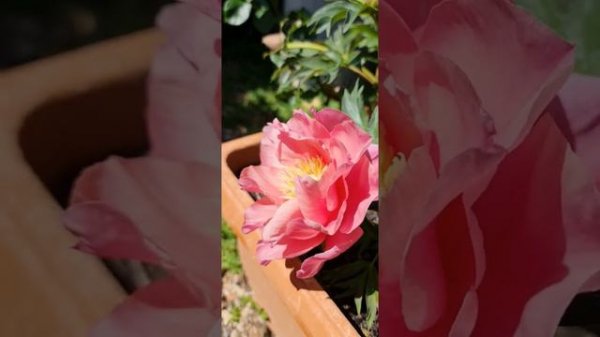 Magical Mystery Tour ITOH Peony