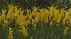 Фёдор Варзарь - Cumparati flori