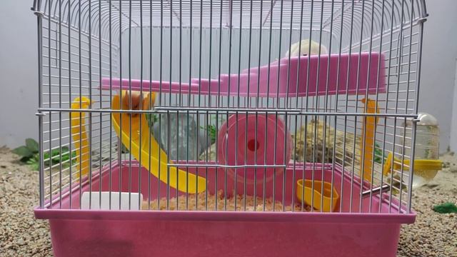 Мой Самые Лучший Хомячки В Мире!!! Обзор Джунгарских хомяков смотреть онлайн