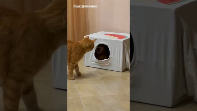 Почему котики так любят сидеть в коробке? #shorts смотреть онлайн