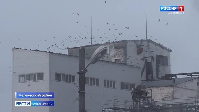 В Мелекесском районе планируют восстановить пруд «Красотка» смотреть онлайн